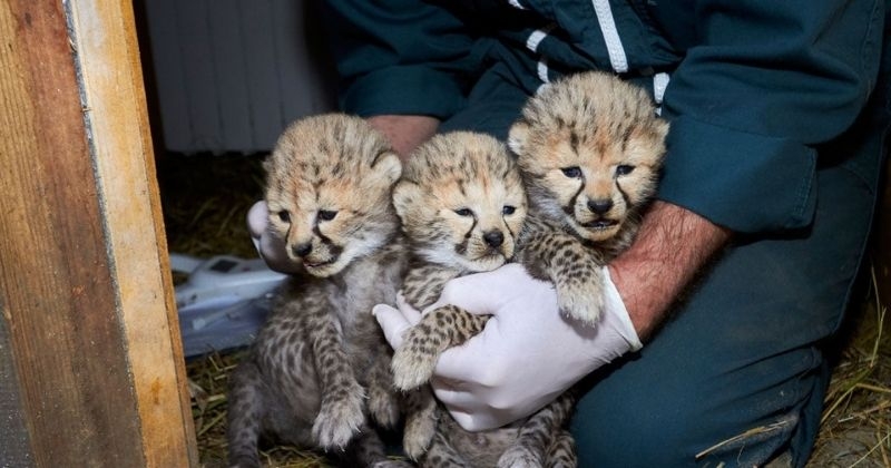 Une femelle guépard a mis au monde trois adorables bébés, au zoo de la Palmyre