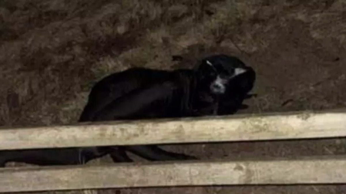 Une mystérieuse silhouette à l'apparence de chat difforme terrorise les habitants de cette ville