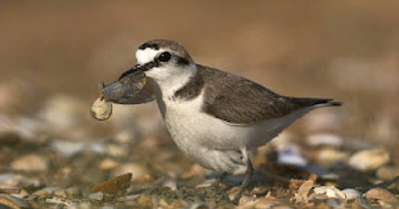 Des plages et des îles du Finistère fermées après l'installation d'espèces oiseaux protégées