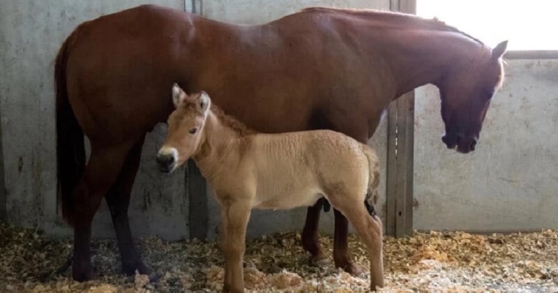 Des scientifiques clonent avec succès un cheval de Przewalski, une espèce en voie de disparition