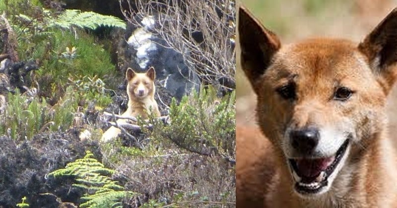 Bonne nouvelle : L'ancêtre de tous les chiens, une sous-espèce que les scientifiques pensaient éteinte, vient d'être redécouvert dans la nature !