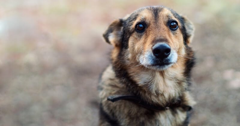 En Grèce,  la maltraitance animale est désormais passible d'une peine de 10 ans de prison