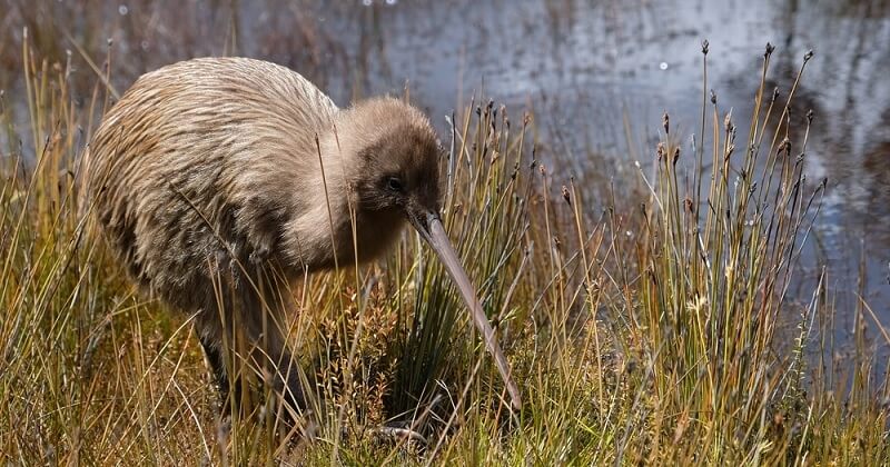 Nouvelle-Zélande : les kiwis font leur grand retour dans les forêts du nord de l'archipel