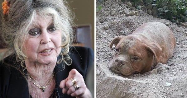 «Je voudrais qu'on lui fasse la même chose», Brigitte Bardot en colère contre l'homme qui a enterré sa chienne vivante