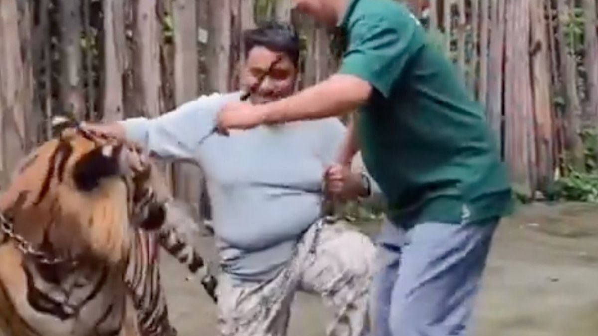 Le moment choquant où un touriste se fait attaquer par un tigre alors qu'il prend un selfie avec lui