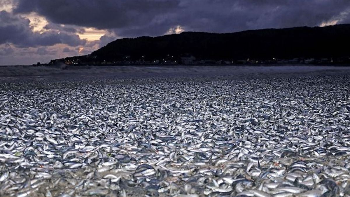 1200 tonnes de sardines et maquereaux retrouvés échoués mystérieusement sur une plage au Japon
