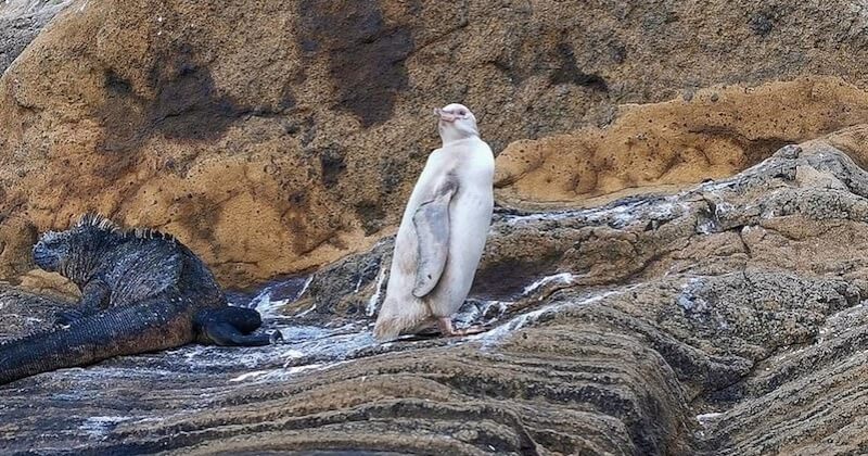 Un manchot blanc extrêmement rare a été découvert dans l'archipel des Galápagos