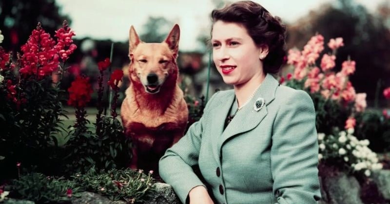 4 ans avant sa mort, Elizabeth II a décidé de ne plus adopter de corgis pour ne laisser aucun chien derrière elle