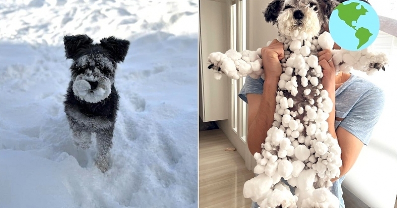 Japon : à force de jouer dans la neige, ce chien s'est presque transformé en yéti