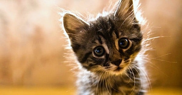 11 raisons pour lesquelles votre obsession des chats vous rend heureux et en meilleure forme !