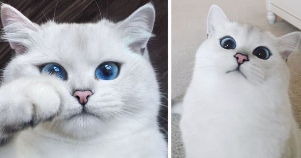 Faites la connaissance de Coby, le chat aux plus beaux yeux du monde