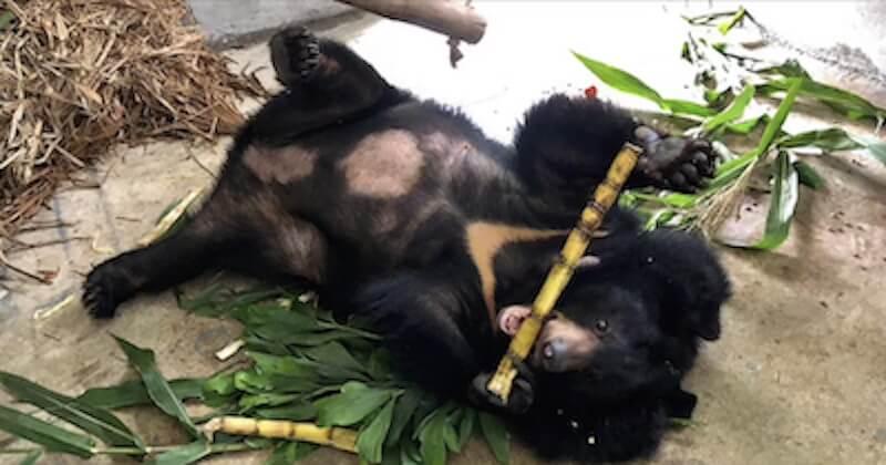Deux ours noirs, emprisonnés dans un sous-sol pendant 17 ans, réapprennent à vivre dans un sanctuaire 