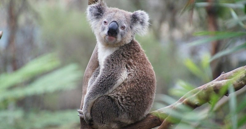 C'est officiel, le koala est désormais inscrit sur la liste des espèces menacées