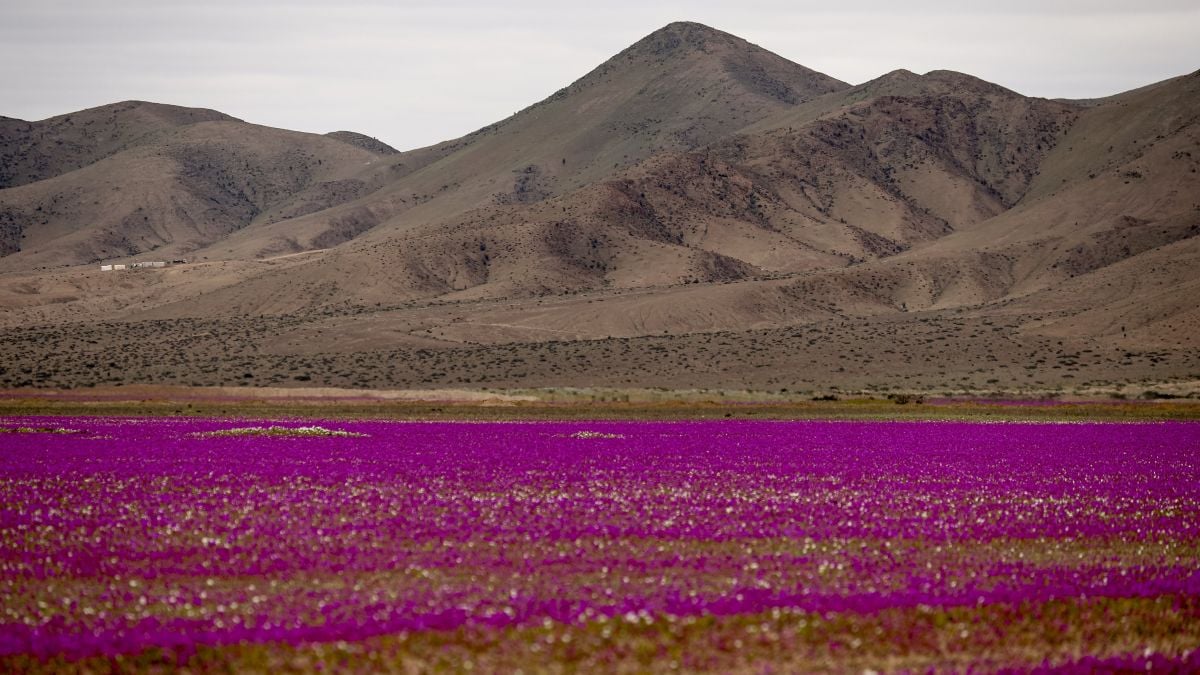 Le désert le plus aride du monde se recouvre de milliers de fleurs, un phénomène rare et magnifique 