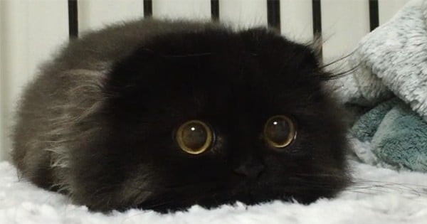 Les grands yeux étonnés de ce petit chat vont vous faire craquer ! Adorable... 