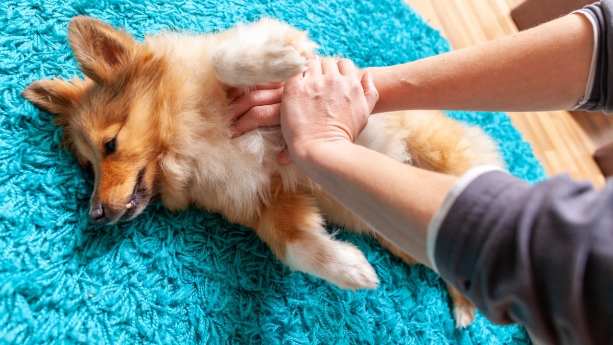 Ces gestes essentiels à connaître peuvent sauver la vie de votre chien ou votre chat 