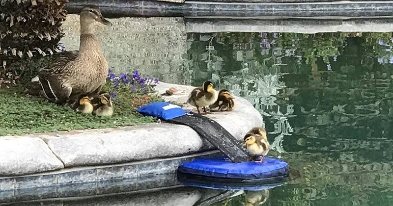 Avis aux amoureux des animaux, cette invention leur permet de ne plus mourir dans les piscines !