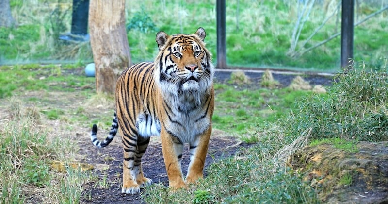 À Paris, le tigre échappé d'un cirque et abattu par son propriétaire relance le débat sur les cirques avec animaux