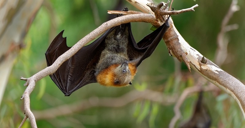 La ville de Toulouse compte sur les chauves-souris pour limiter la prolifération de moustiques tigres