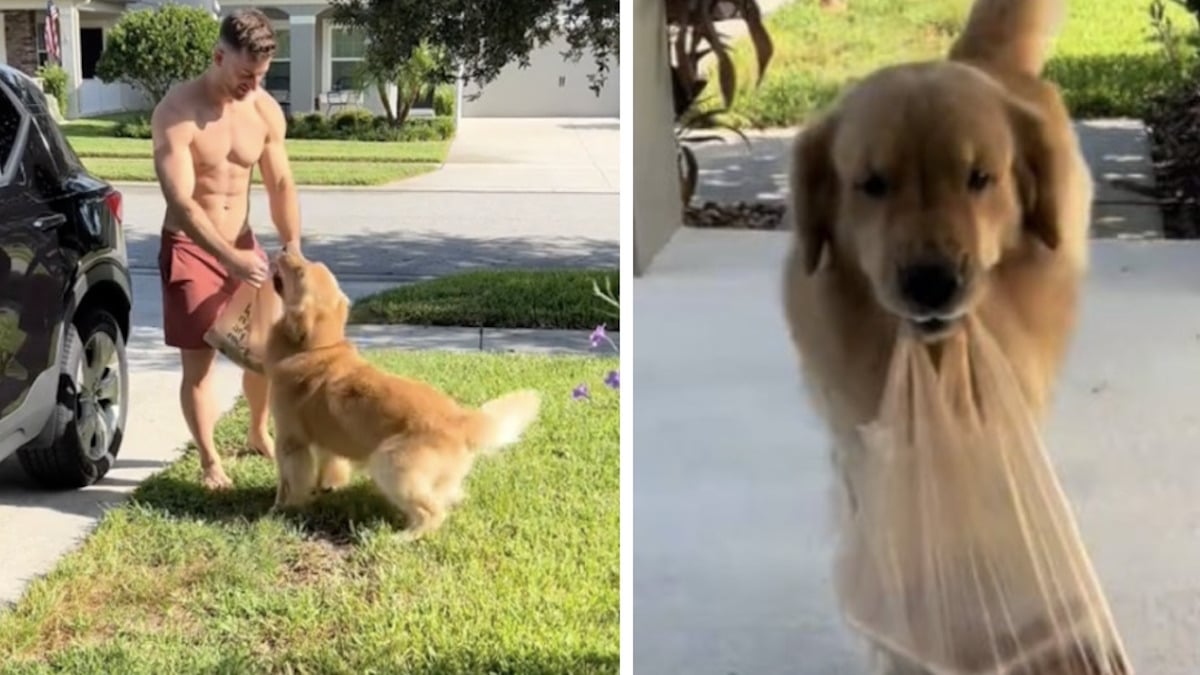 Cet adorable chien adore porter les courses de ses maîtres et reçoit des friandises en guise de paiement