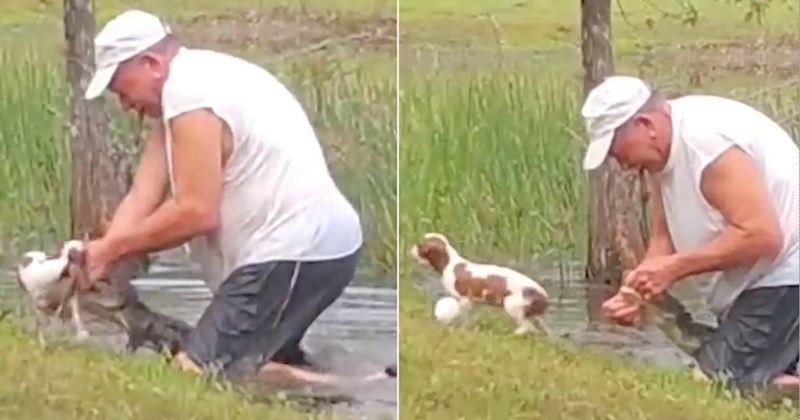 En Floride, un retraité sauve son chiot coincé dans la gueule d'un alligator 