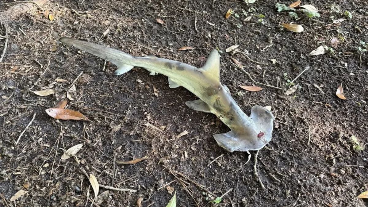Un requin-marteau tombe du ciel sous les yeux d'un promeneur choqué