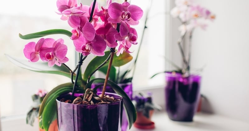 Cette astuce toute simple fera refleurir vos orchidées fanées