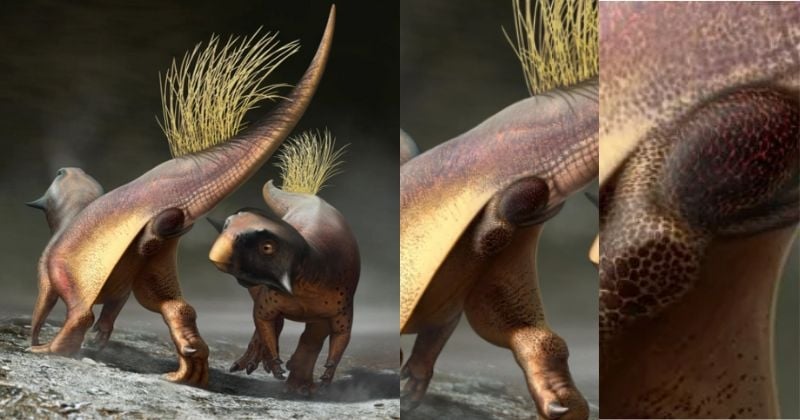 L'anatomie des dinosaures ainsi que leur vie sexuelle se dévoilent à travers cet anus fossilisé
