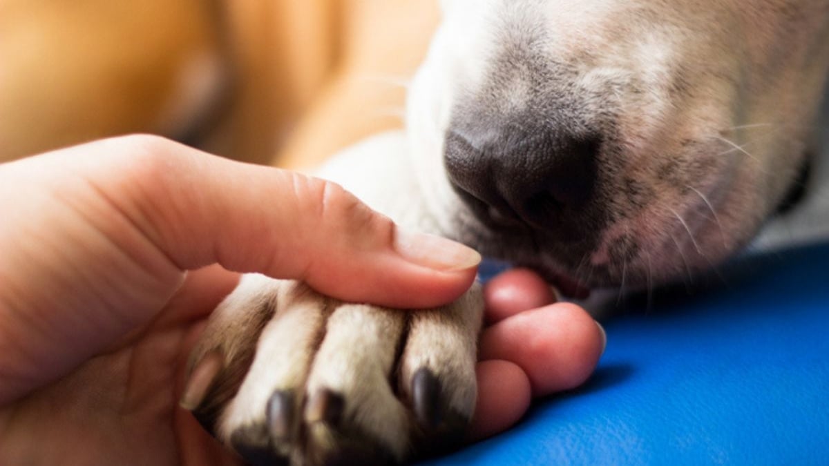 Voici pourquoi vous ne devriez surtout pas offrir un animal comme cadeau à Noël, selon la SPA