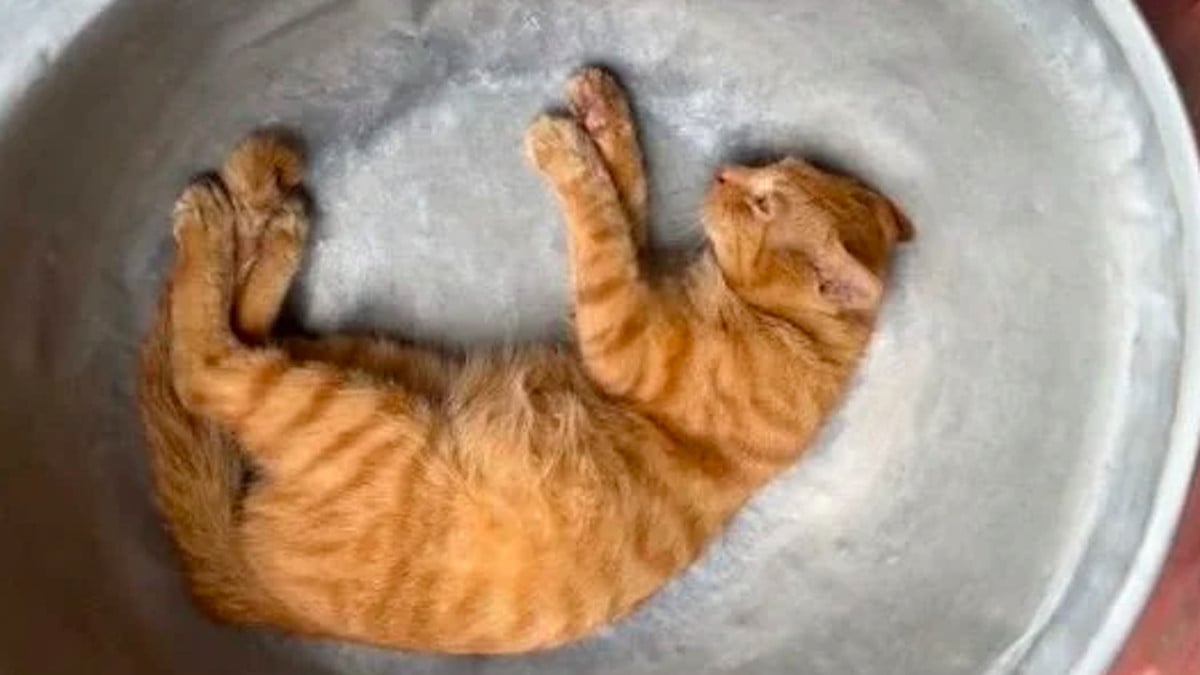 Un chat dans un saladier