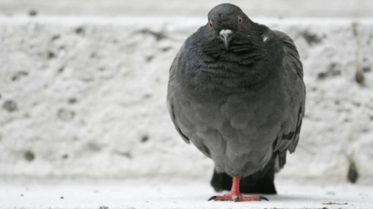 La triste raison pour laquelle de nombreux pigeons n'ont qu'une seule patte