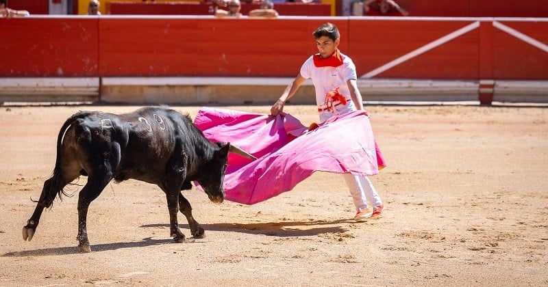 Suite à la reprise des corridas en Espagne, des militants relancent les appels pour interdire la tauromachie