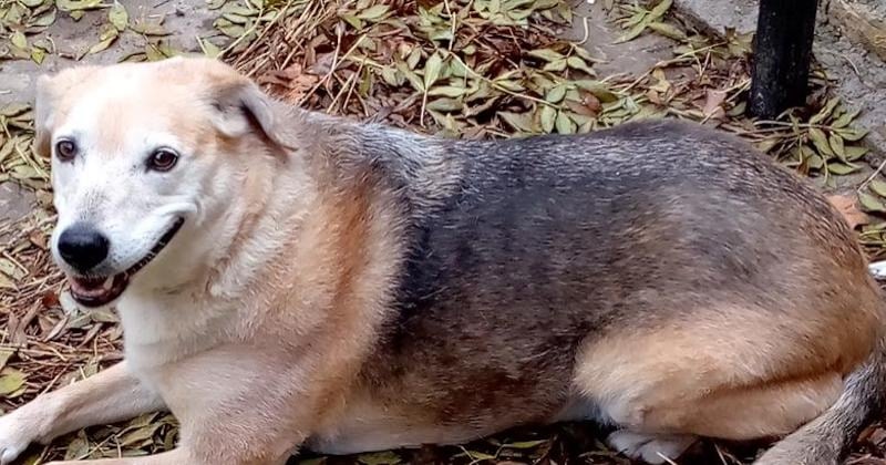 Aude : elle retrouve enfin sa chienne, volée et adoptée par une autre famille il y a 8 ans