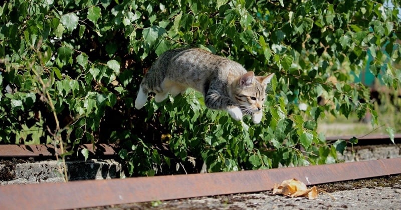 Voilà pourquoi votre chat a souvent des coups de folie