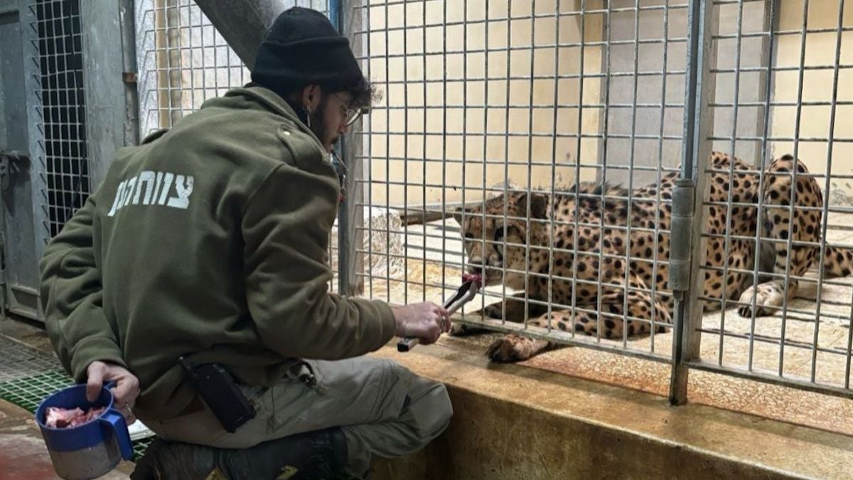 Un léopard tue un employé de zoo après s'être enfui de son enclos