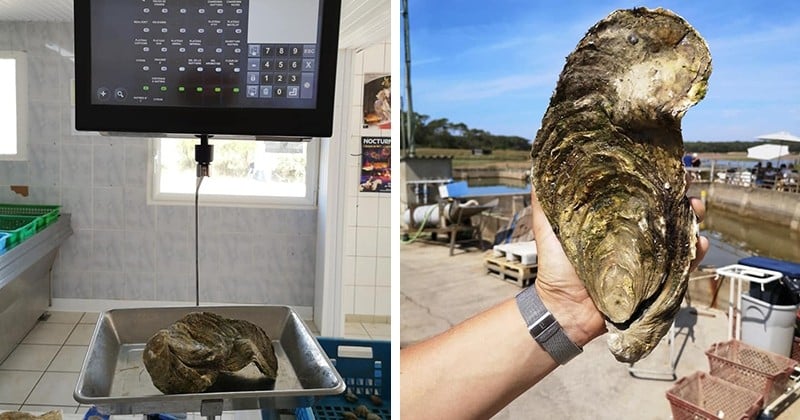 En Vendée, des ostréiculteurs ont découvert une huître géante de 1,4 kg et l'ont surnommé «Georgette»