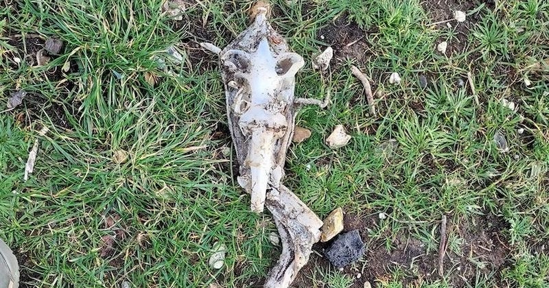Angleterre : elle découvre le squelette d'un animal ressemblant à un Alien