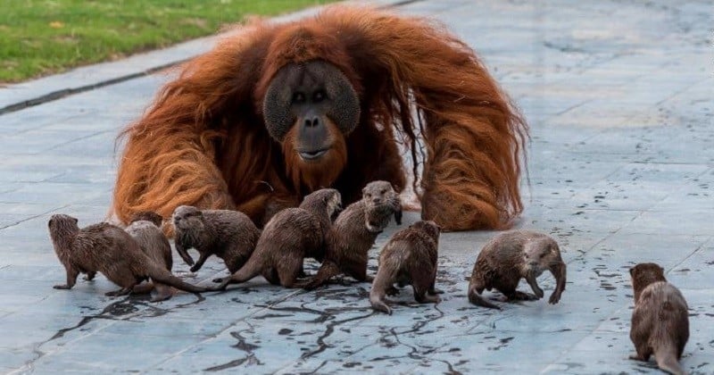 Ce zoo belge partage des photos de l'amitié amusante entre une famille d'orangs-outans et des loutres