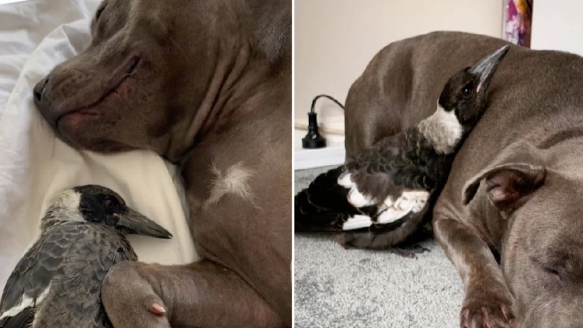 Star d'Instagram, la pie Molly a été séparée de ses deux amis chiens par le gouvernement australien