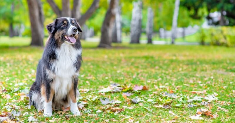 Le berger australien, chien préféré des Français en 2019