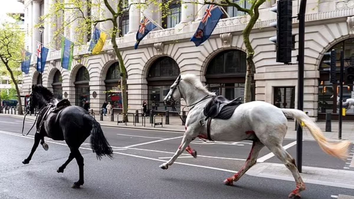 Des chevaux apeurés et en cavale sèment la panique dans les rues de Londres, blessant plusieurs personnes
