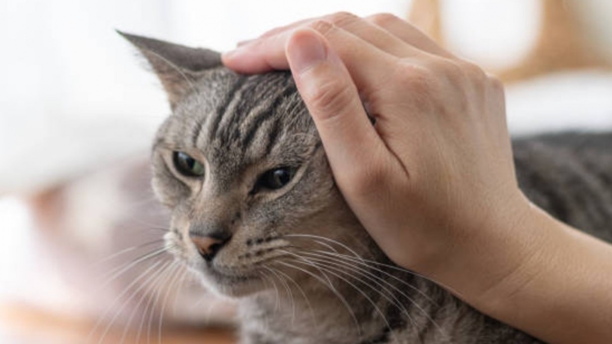 « C'est comme un miracle de Noël » : une famille anglaise retrouve son chat adoré onze ans après sa disparition 