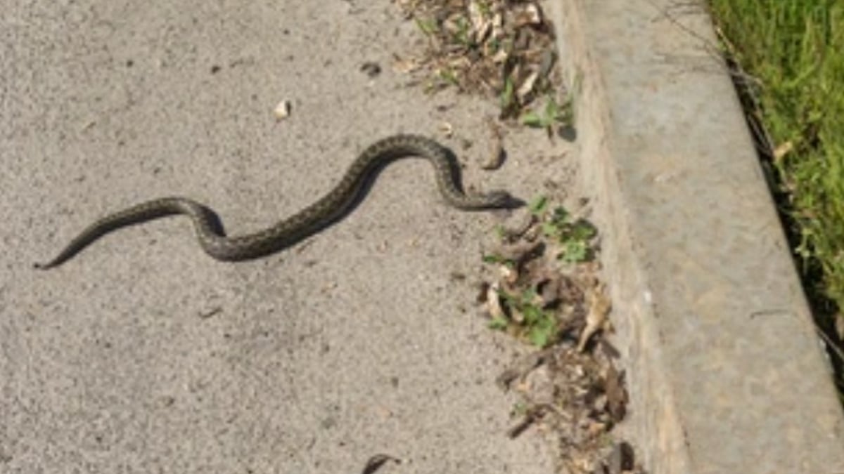 Un serpent au venin mortel s'échappe, la ville met en garde ses habitants