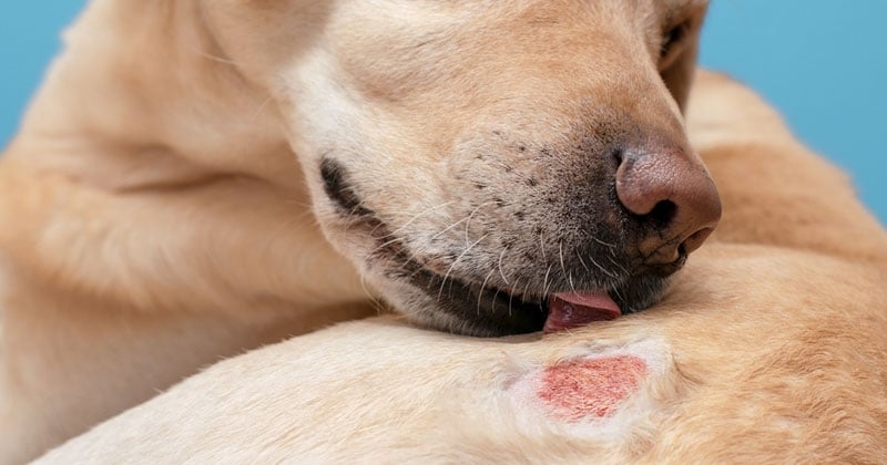 Allergie chez le chien : comment se manifeste-t-elle ?