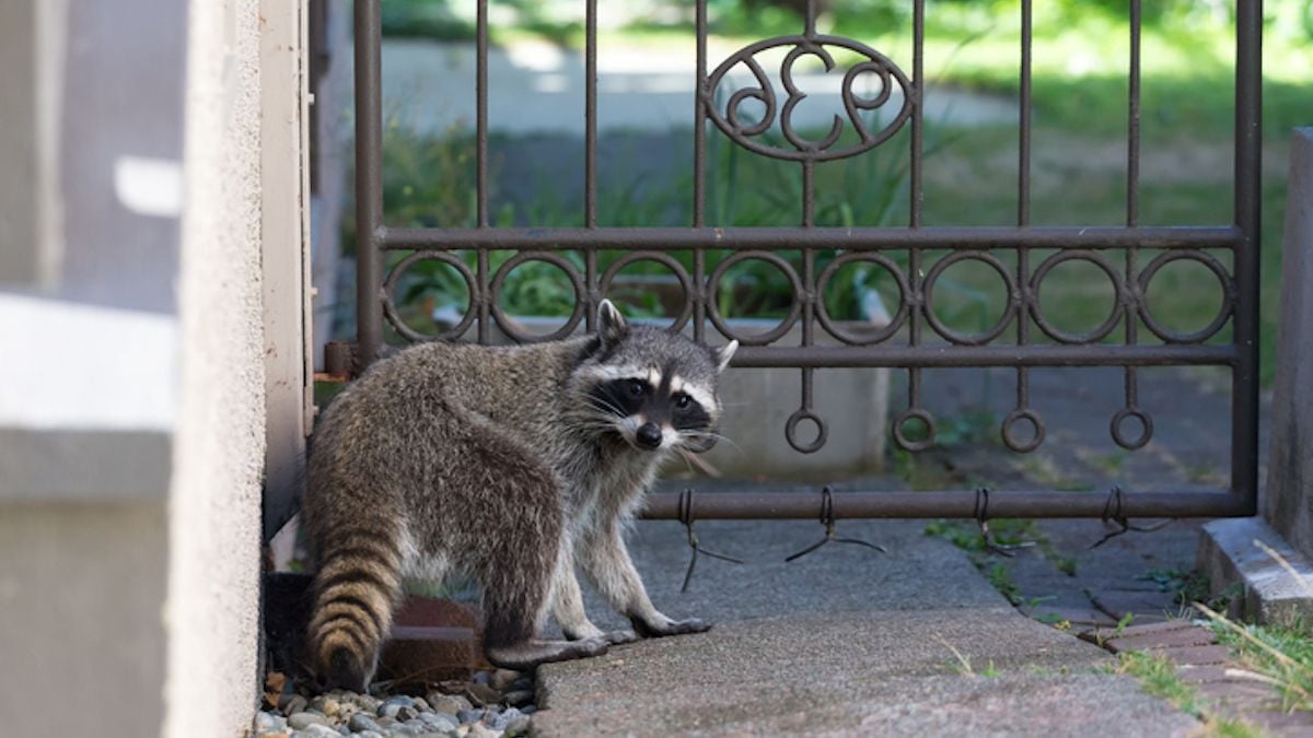 Un raton laveur devant une maison