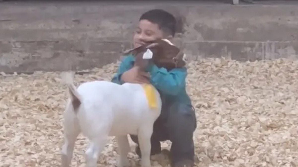 La vidéo adorable d'un enfant de 5 ans avec sa chèvre qui a gagné un prix émeut les internautes