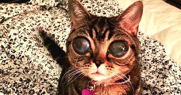 Les yeux de ce chat sont absolument uniques au monde ! On dirait un alien, pas très rassurant quand même...