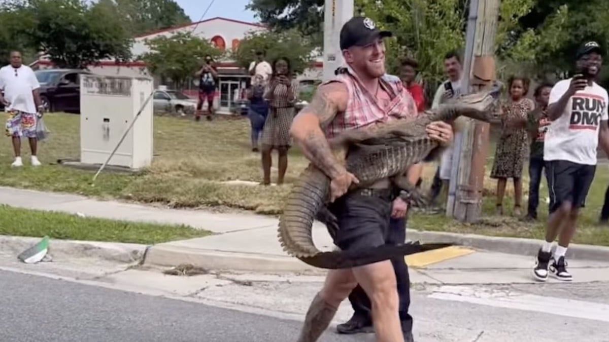 VIDÉO - Un homme capture à mains nues un alligator de 2,40 mètres qui terrorisait le quartier