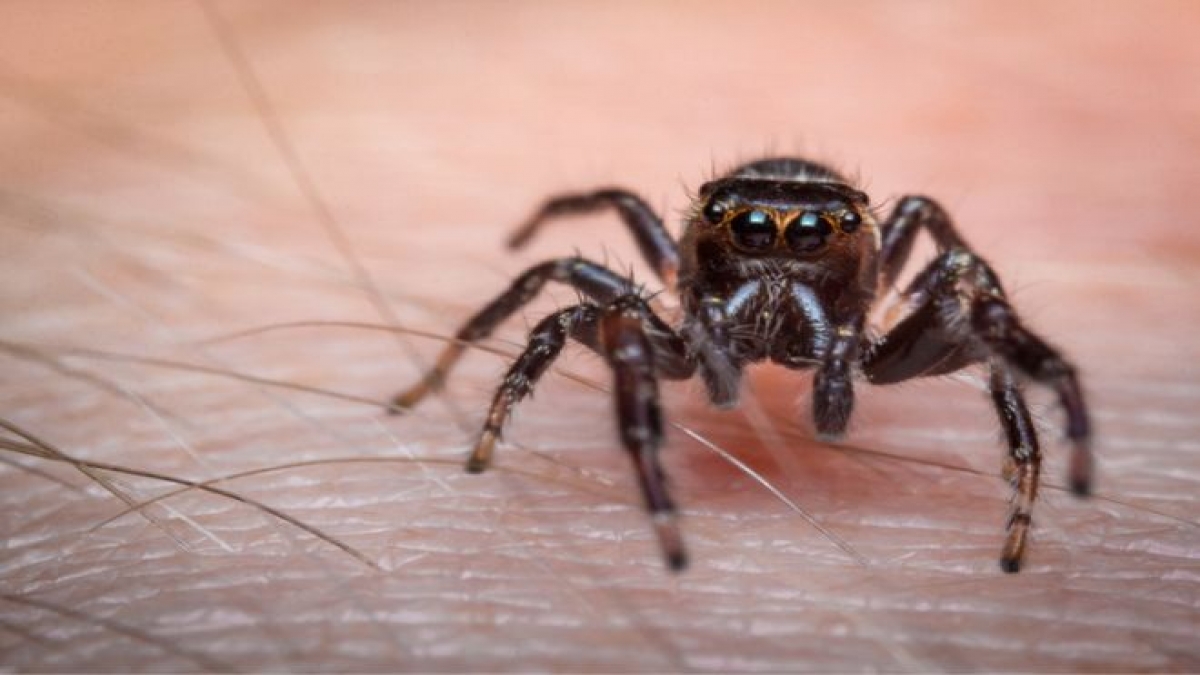 Il se fait mordre à l'intérieur de la gorge par une araignée et livre un témoignage terrifiant