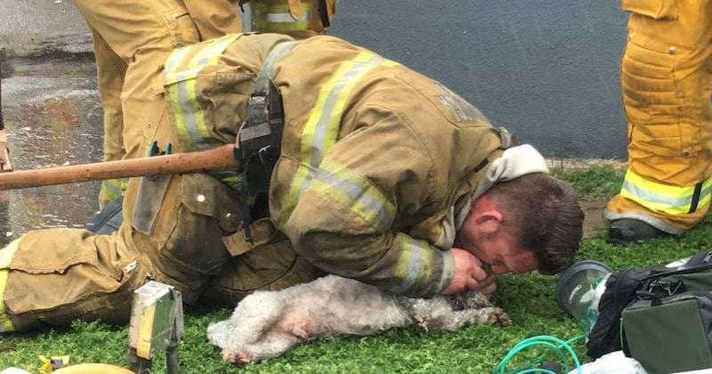 Incendie : un pompier fait du bouche-à-bouche à un chien pour lui sauver la vie 
